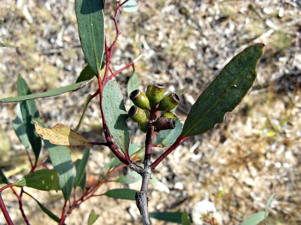 Eucalyptus calycogona (hero image)