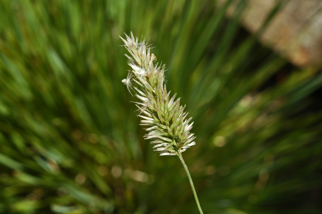 Enneapogon nigricans (hero image)