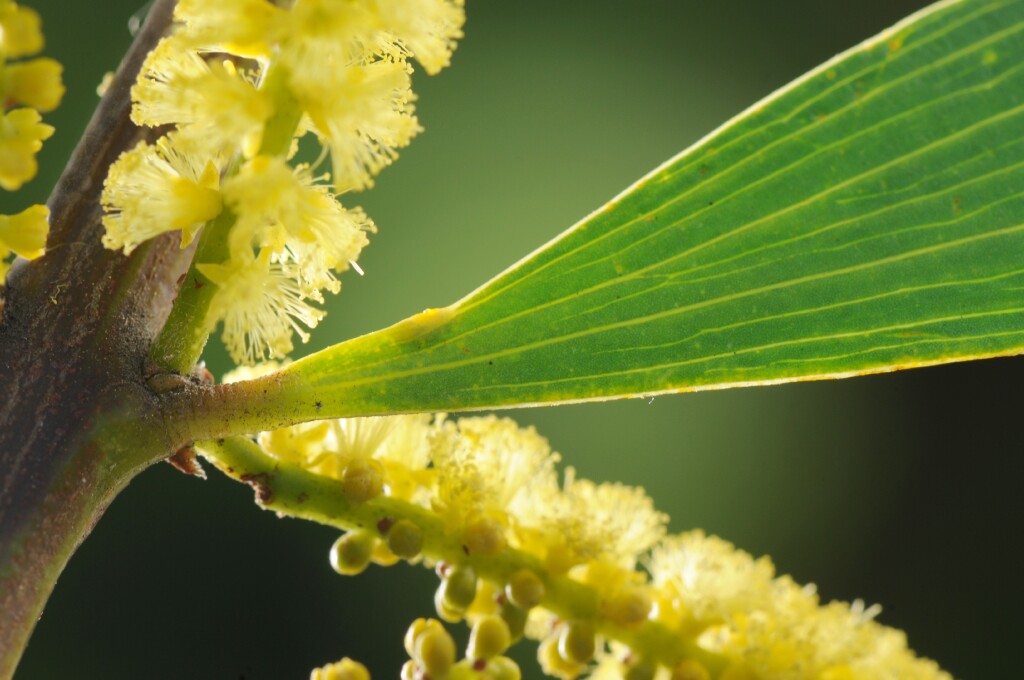 Acacia longifolia subsp. sophorae (hero image)