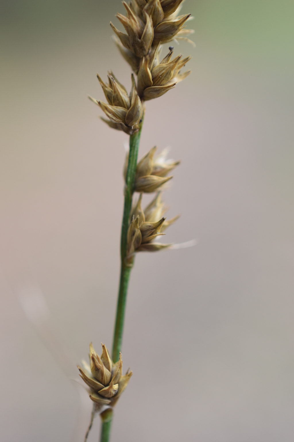Carex divulsa (hero image)