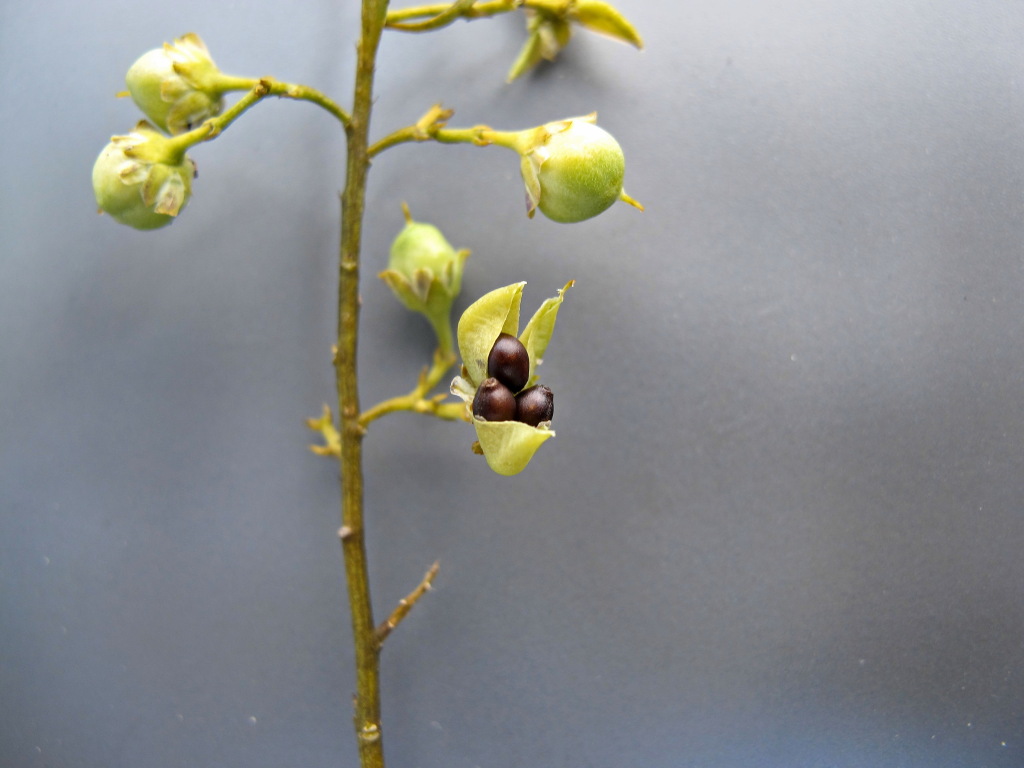 Pigea floribunda (hero image)
