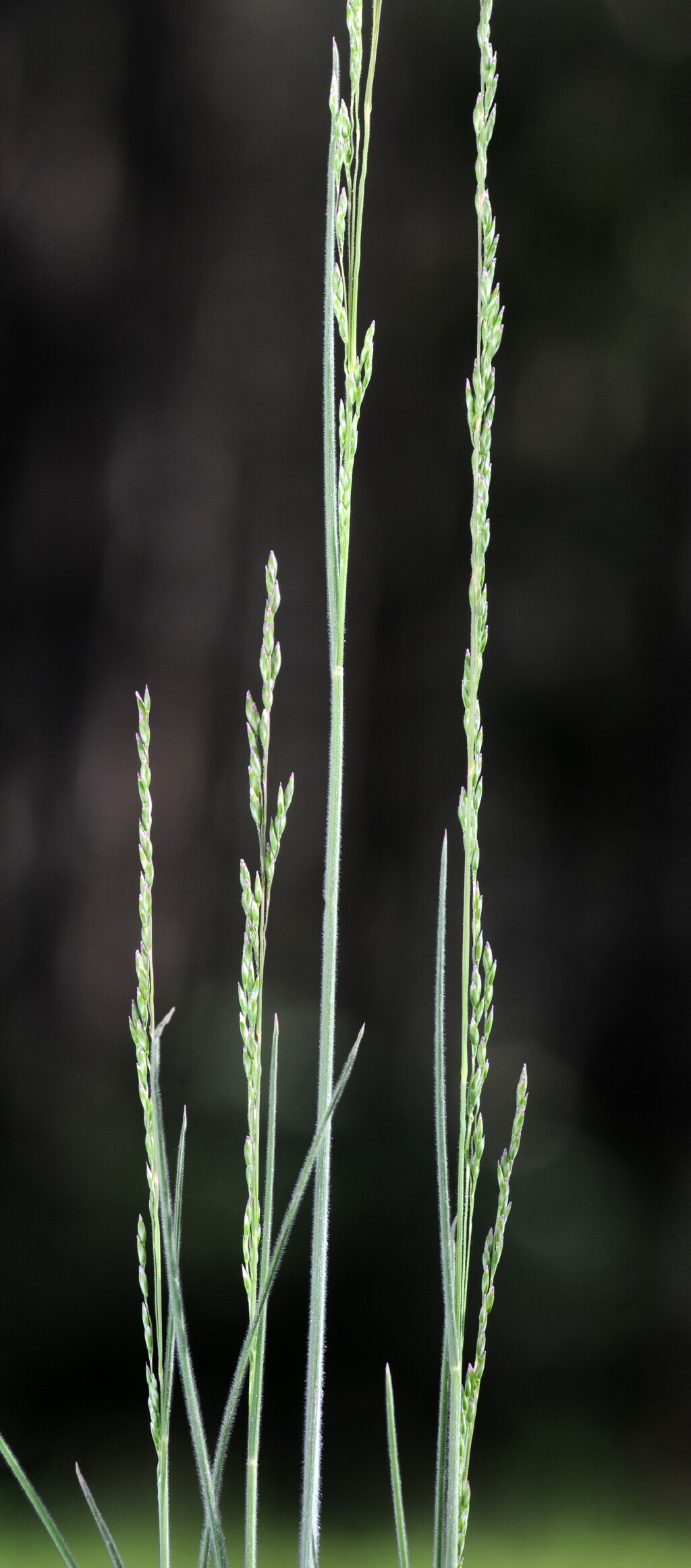 Poa morrisii (hero image)