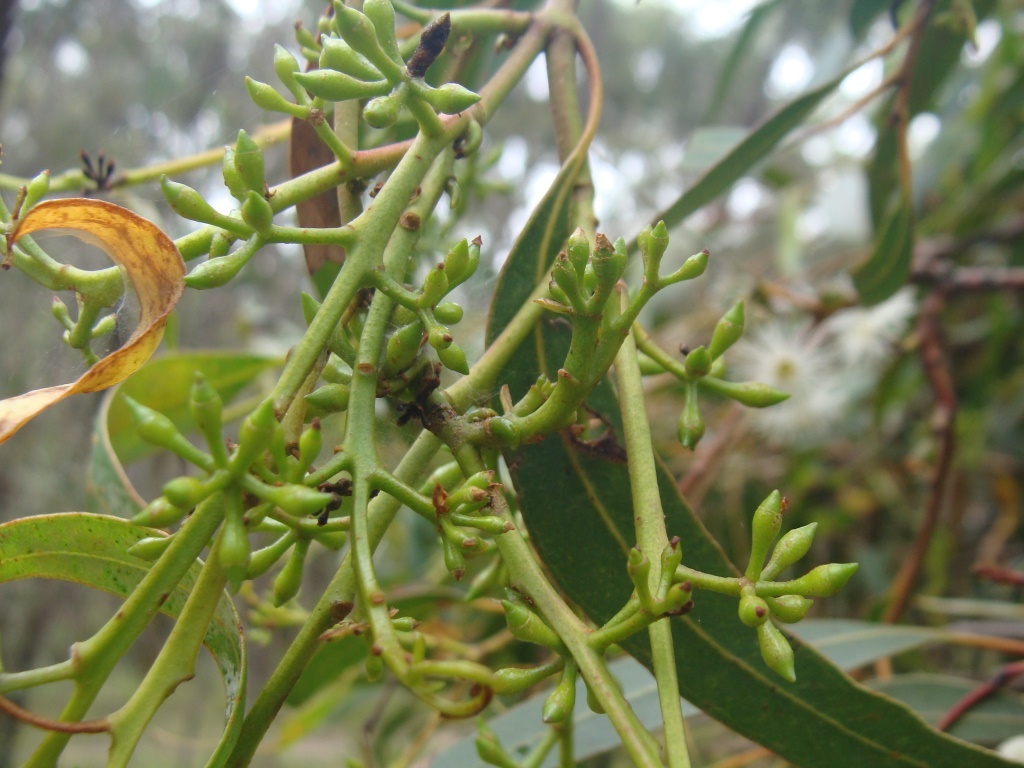 Eucalyptus fulgens (hero image)