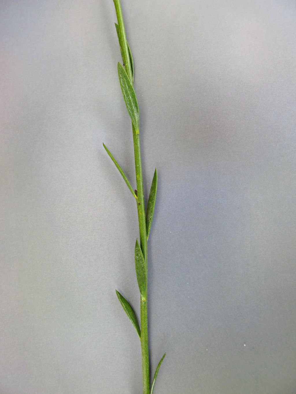 Comesperma calymega (hero image)