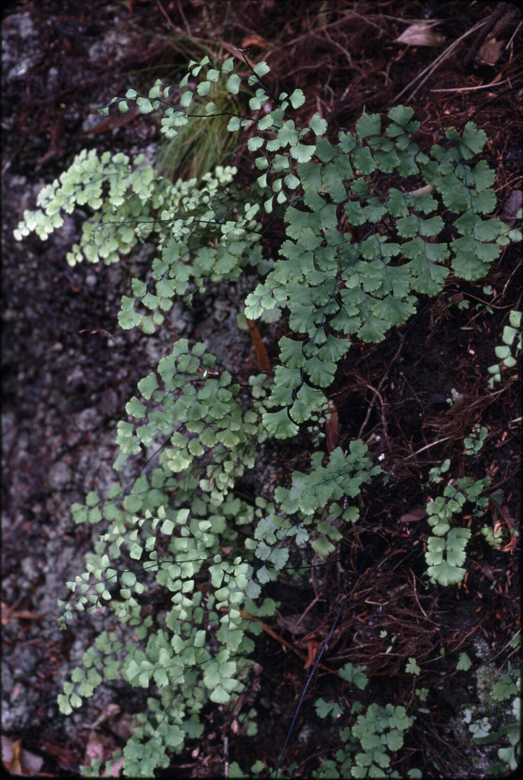 Adiantum capillus-veneris (hero image)