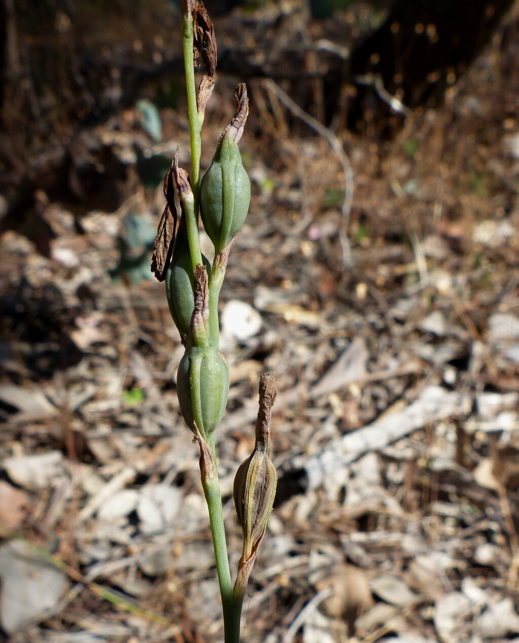 Thelymitra ixioides (hero image)