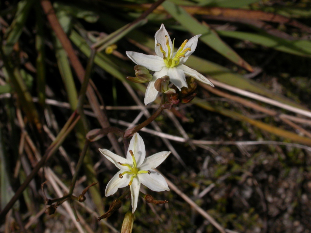 Thelionema caespitosum (hero image)