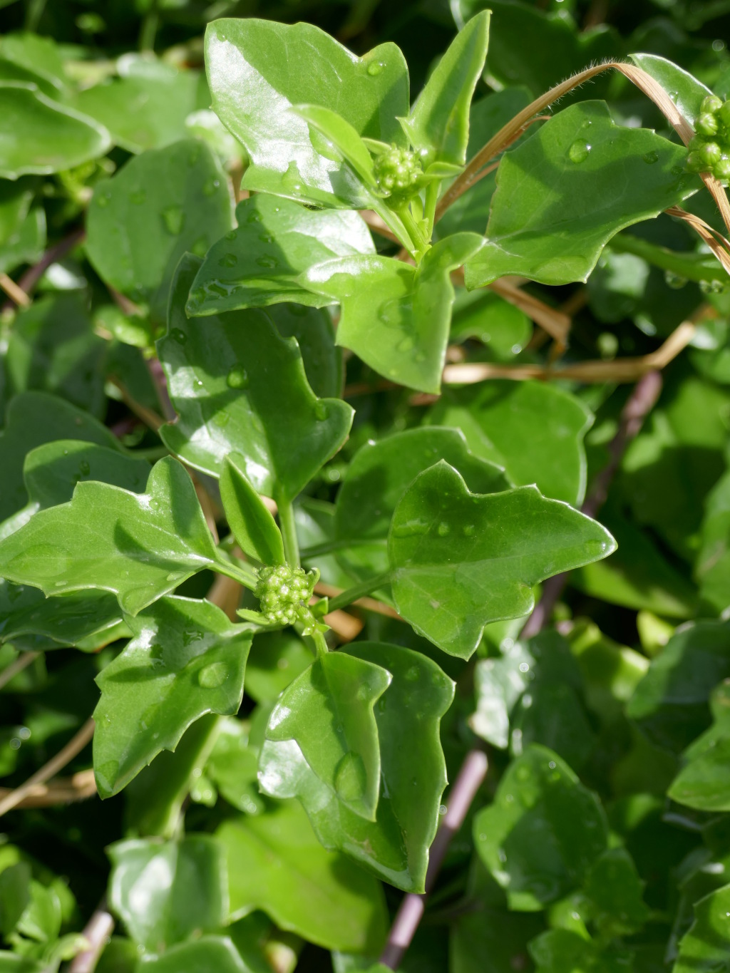 Senecio angulatus (hero image)