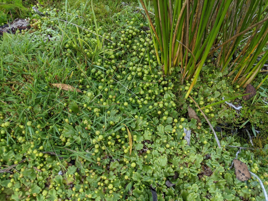 Marchantiaceae (hero image)