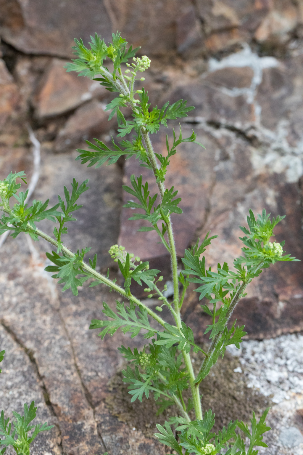 Lepidium didymum (hero image)