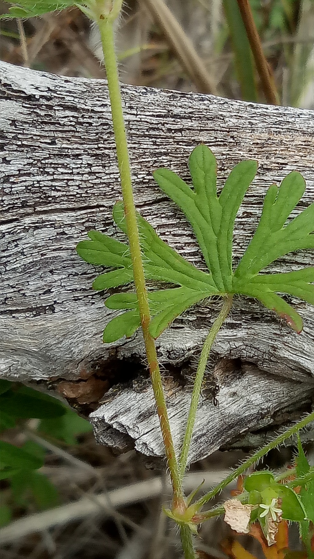 Geranium solanderi var. solanderi (hero image)