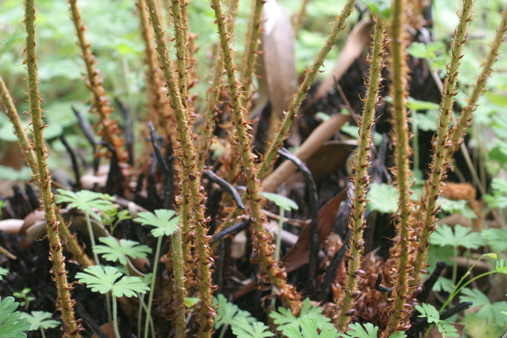 Polystichum proliferum (hero image)