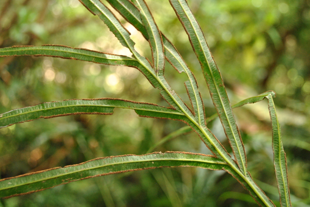 Pteris umbrosa (hero image)