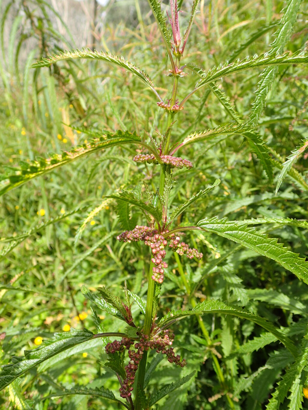 Urtica incisa (hero image)