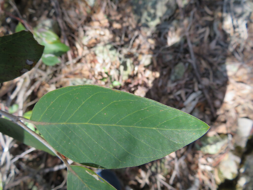 Grevillea burrowa (hero image)