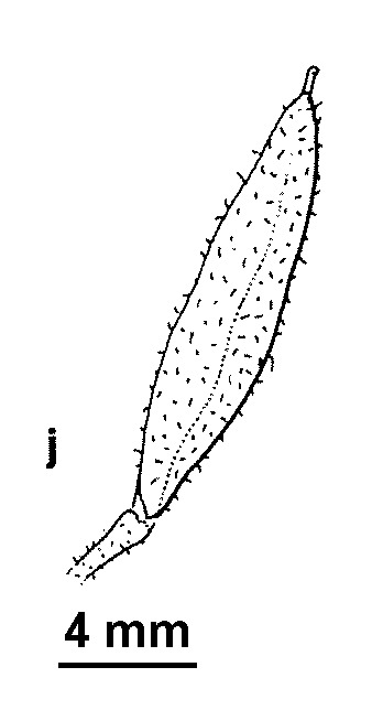 Harmsiodoxa brevipes (hero image)