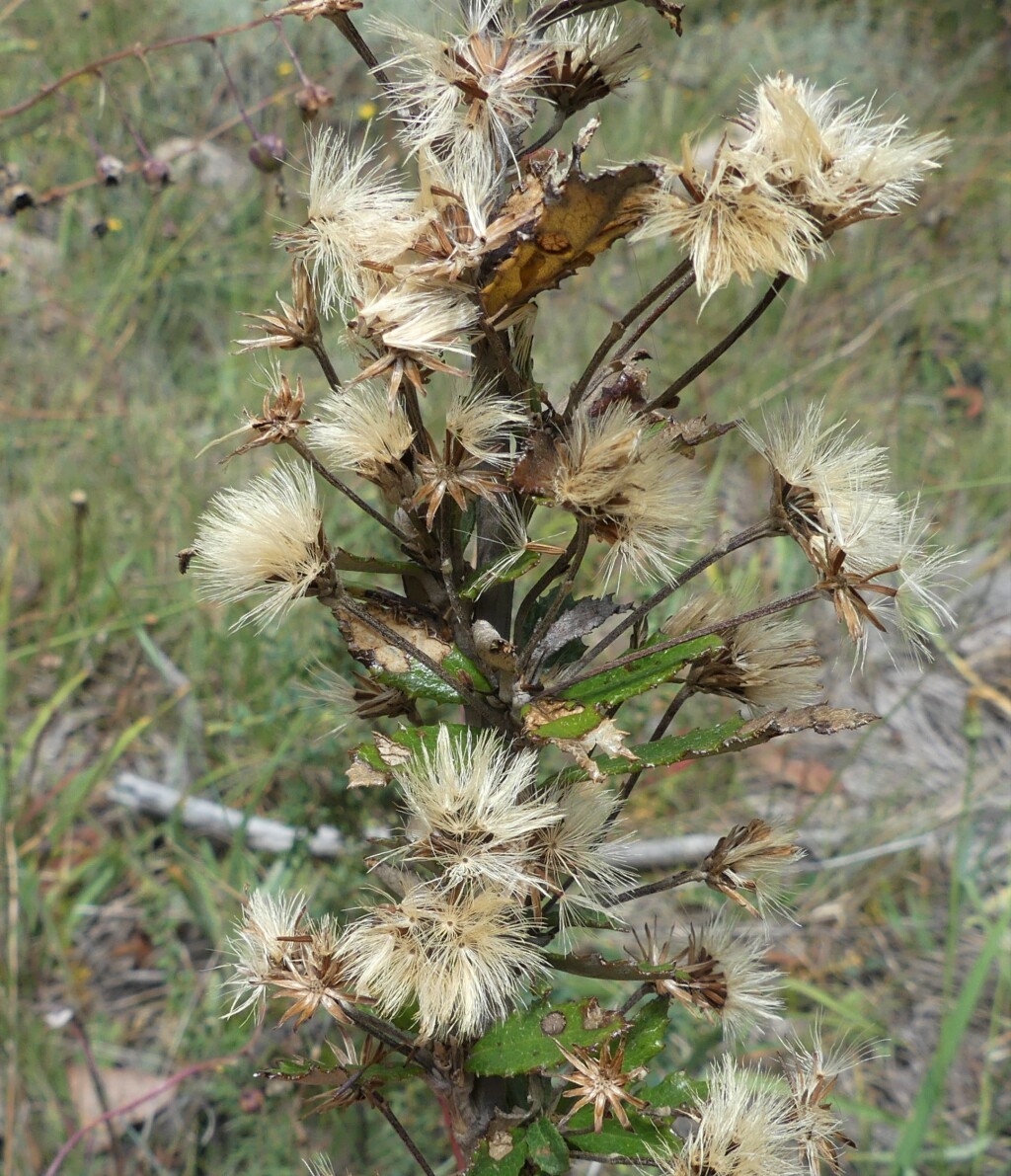 Olearia erubescens (hero image)