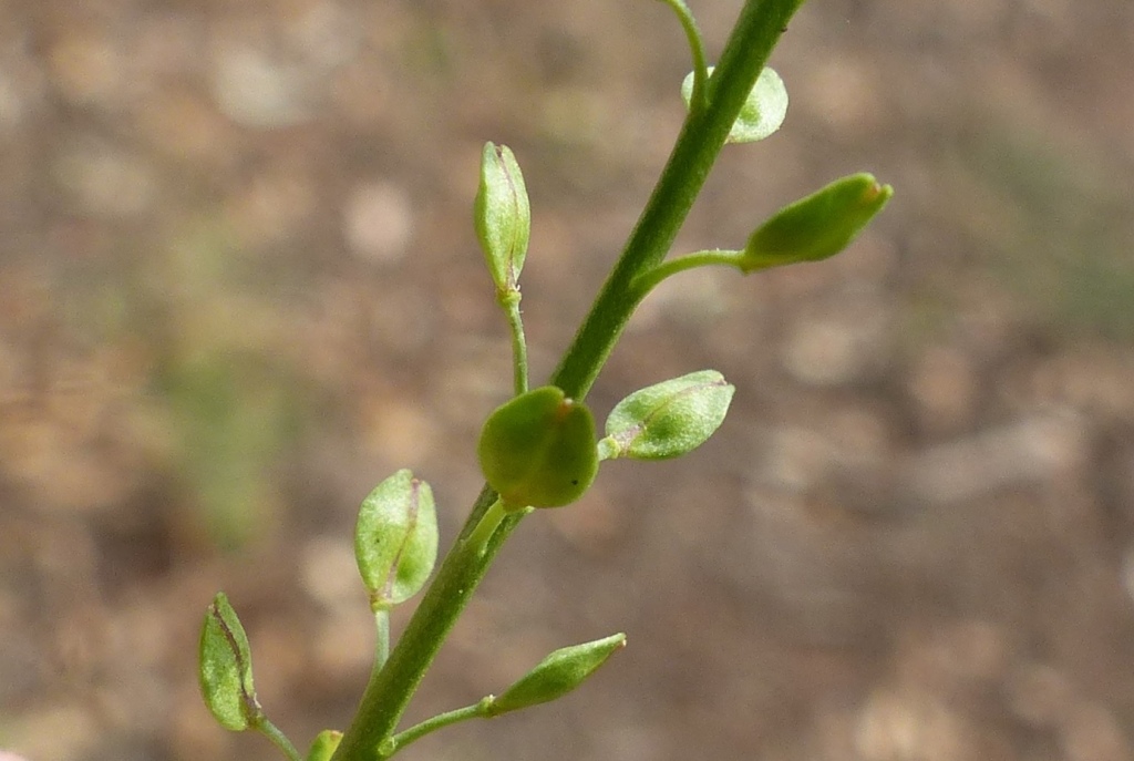 Lepidium africanum (hero image)