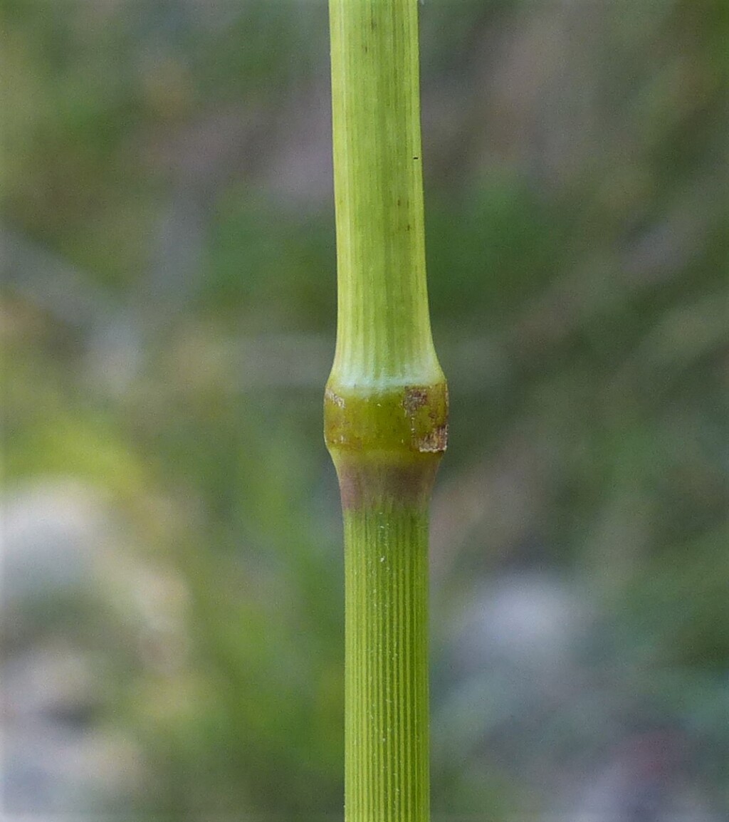 Poa labillardierei var. labillardierei (hero image)