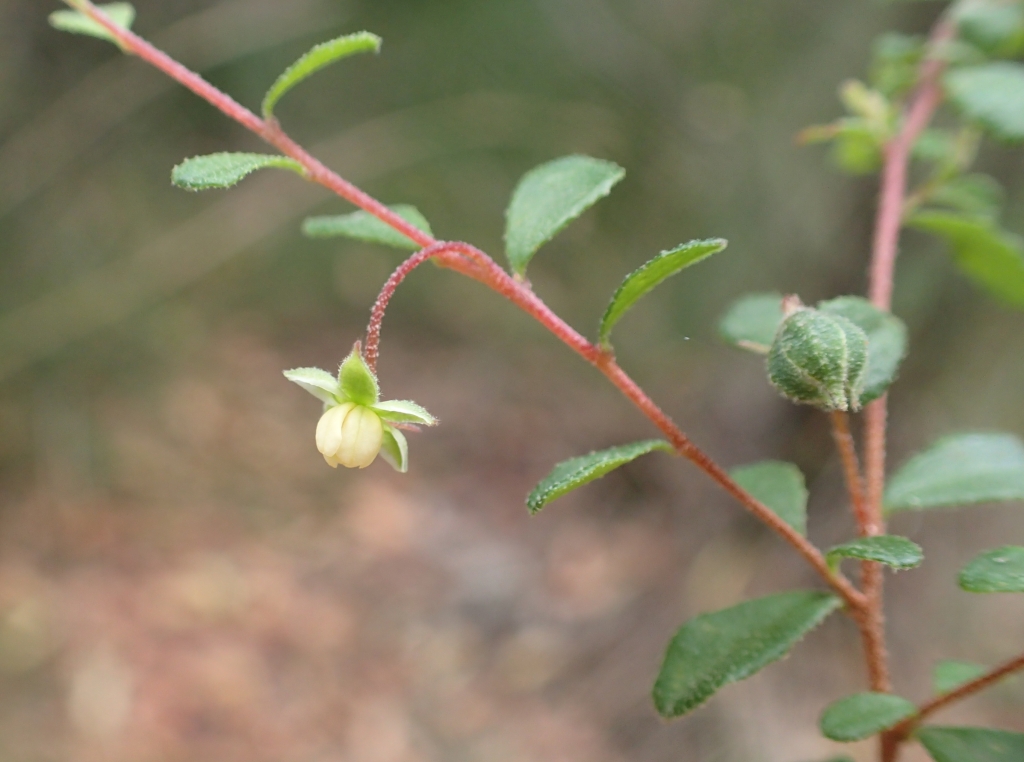 Hibbertia pallidiflora (hero image)