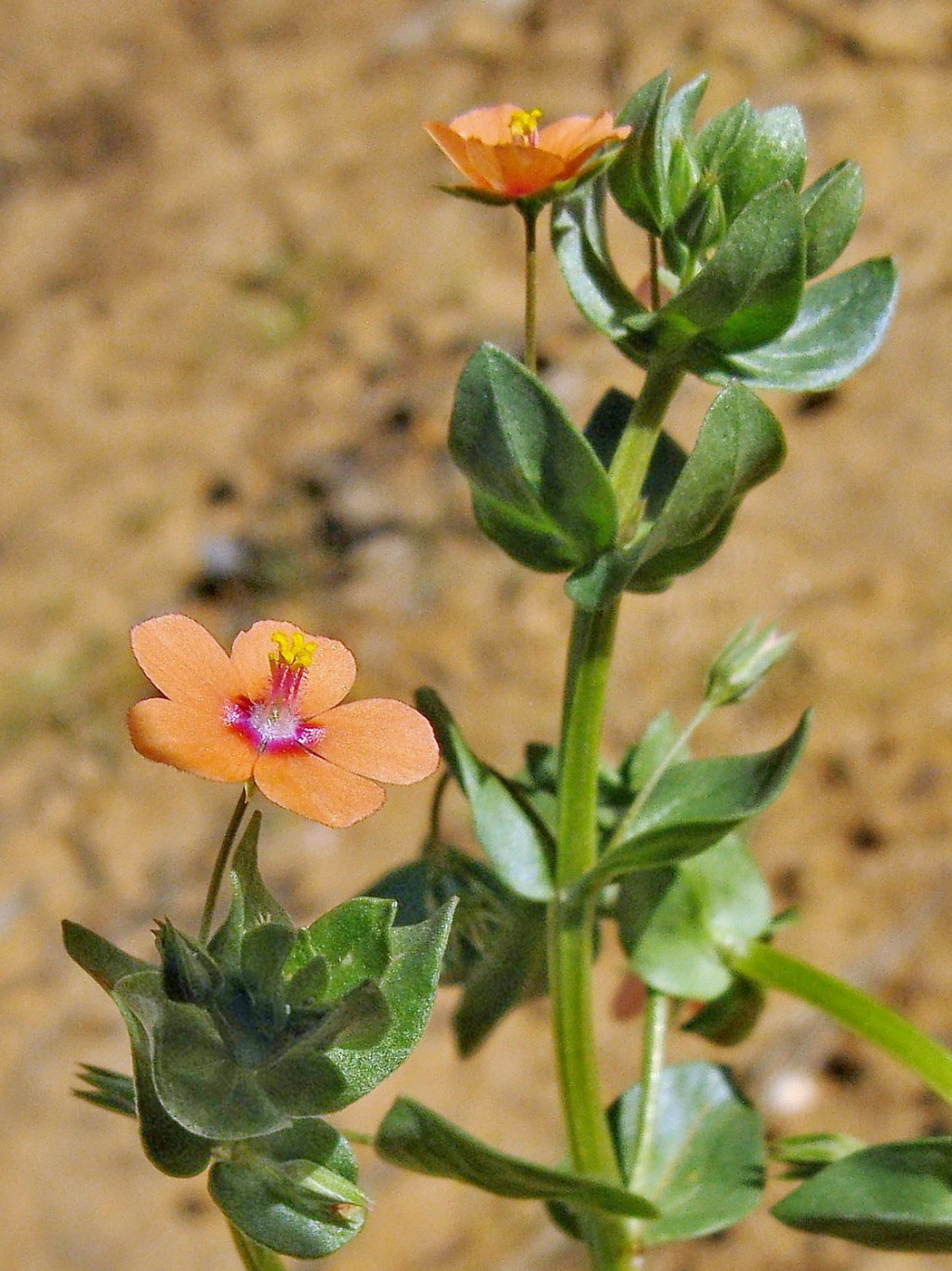 Lysimachia arvensis (hero image)