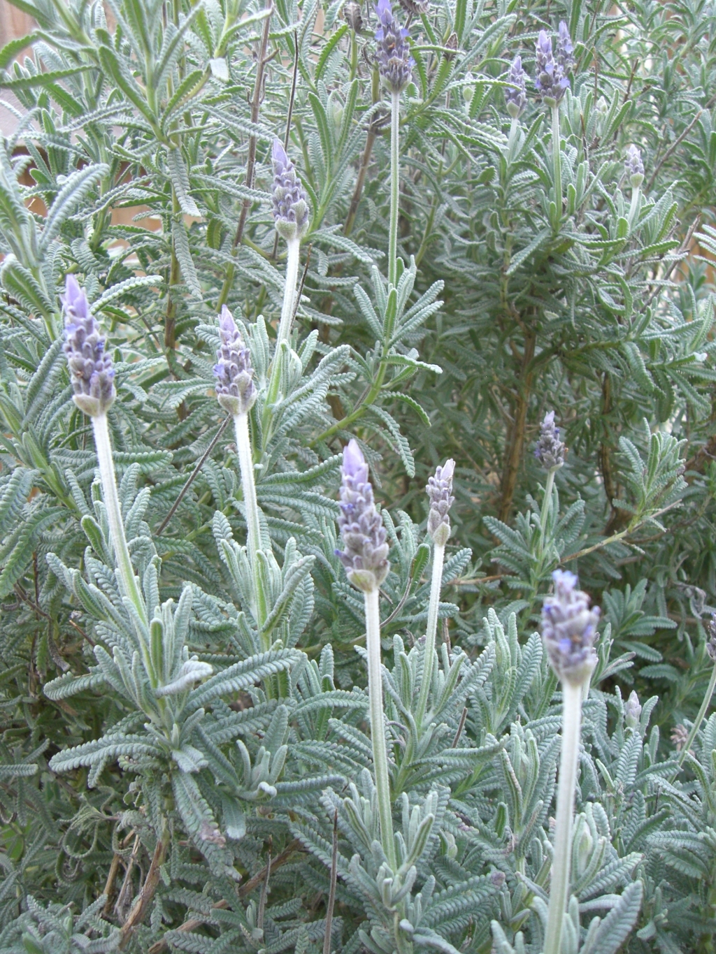 Lavandula dentata (hero image)