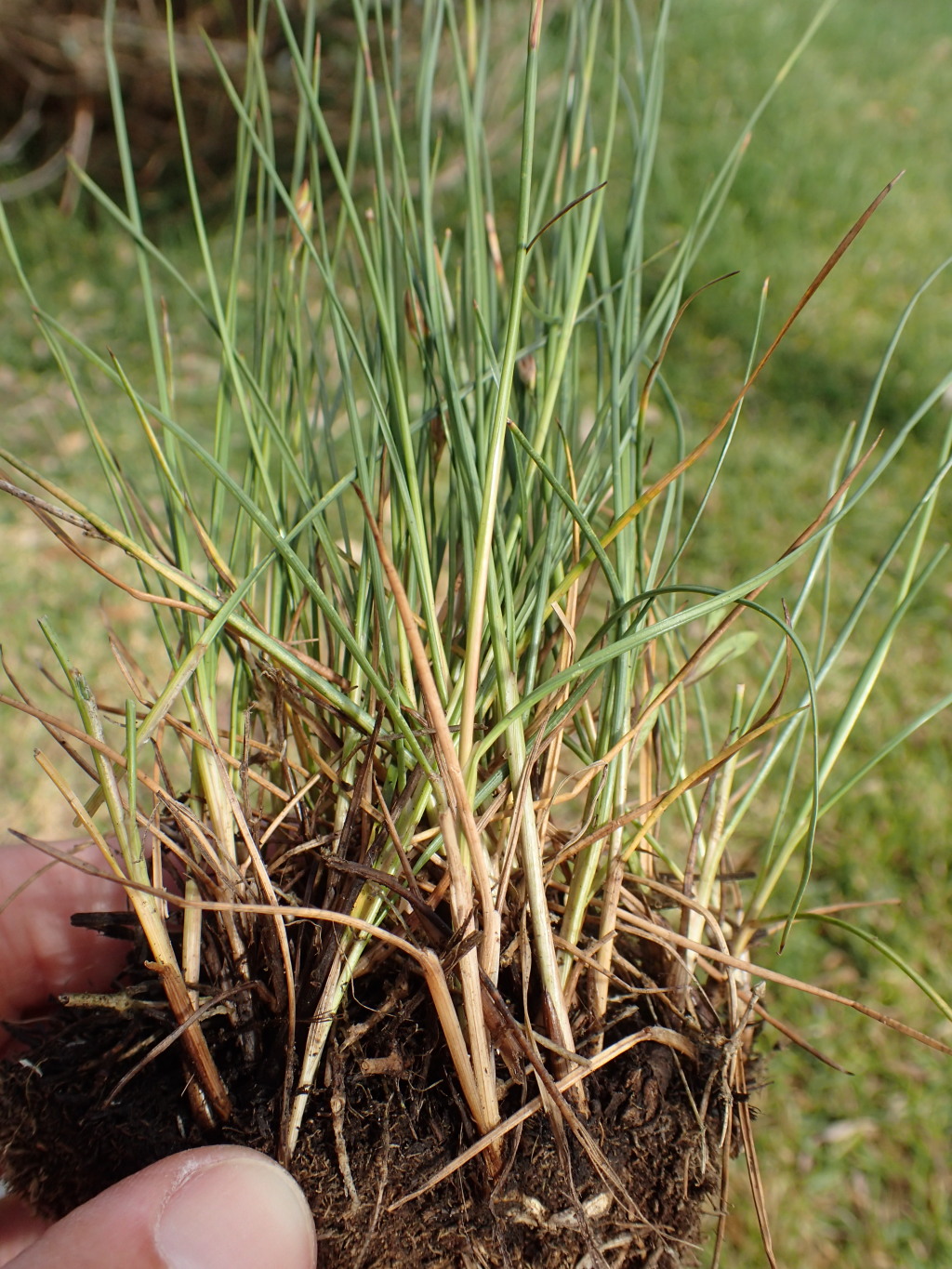 Juncus gerardii (hero image)