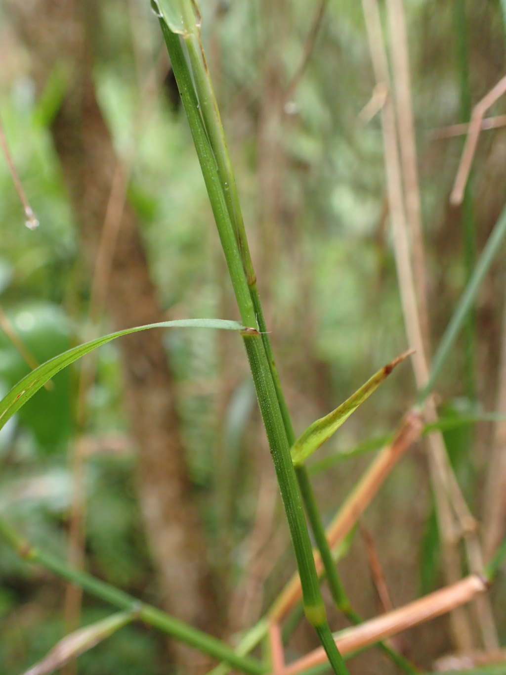 Tetrarrhena juncea (hero image)