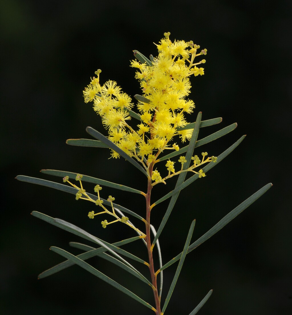 Acacia boormanii subsp. boormanii (hero image)