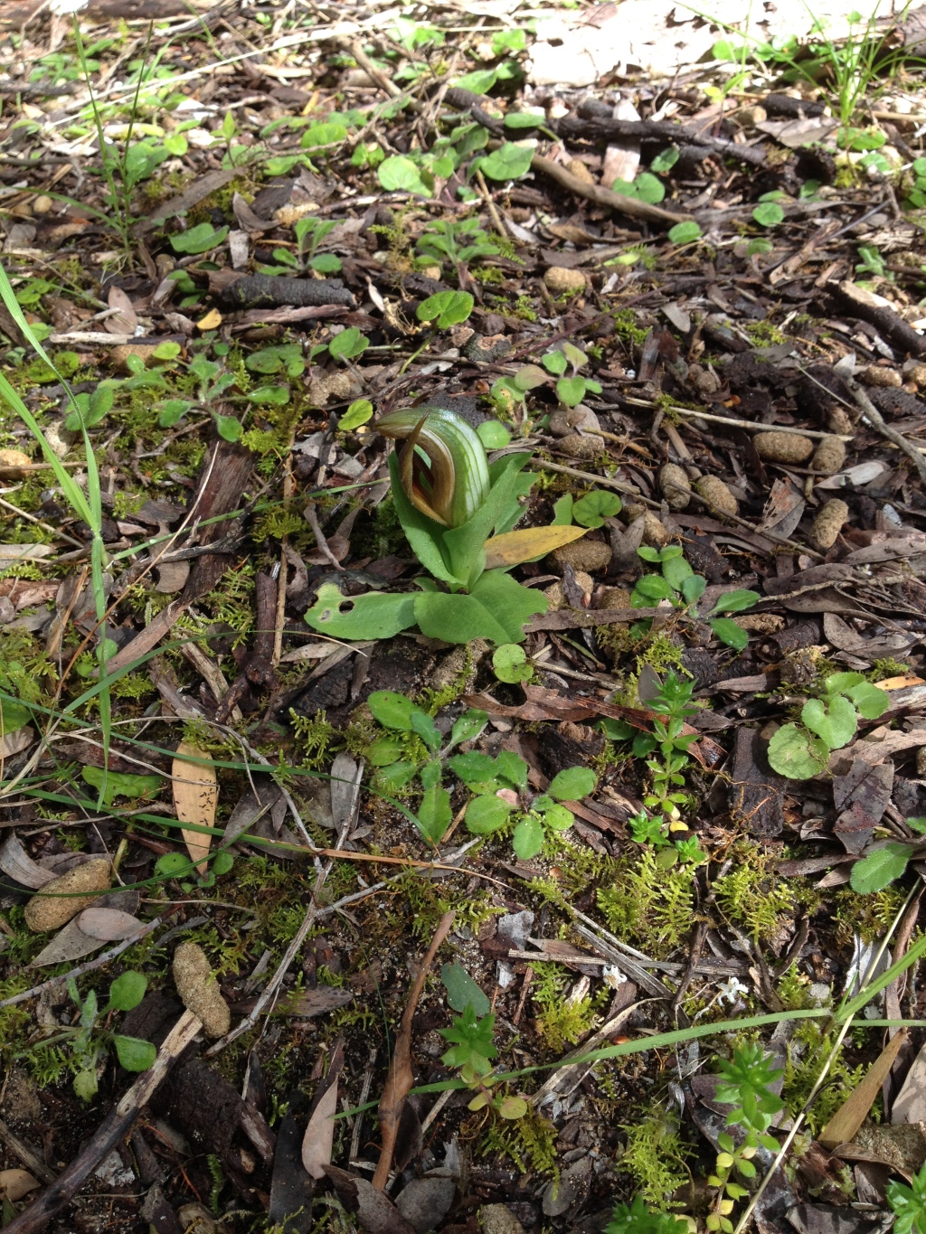 Pterostylis cucullata subsp. cucullata (hero image)