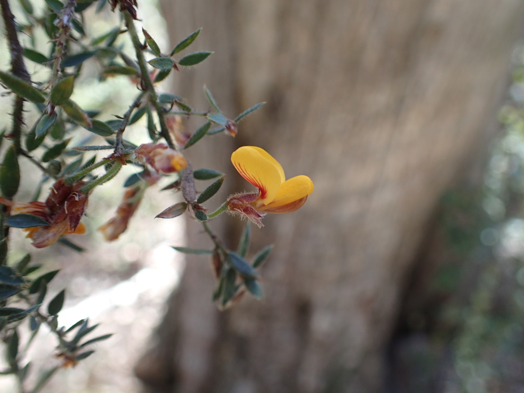 Pultenaea vrolandii (hero image)