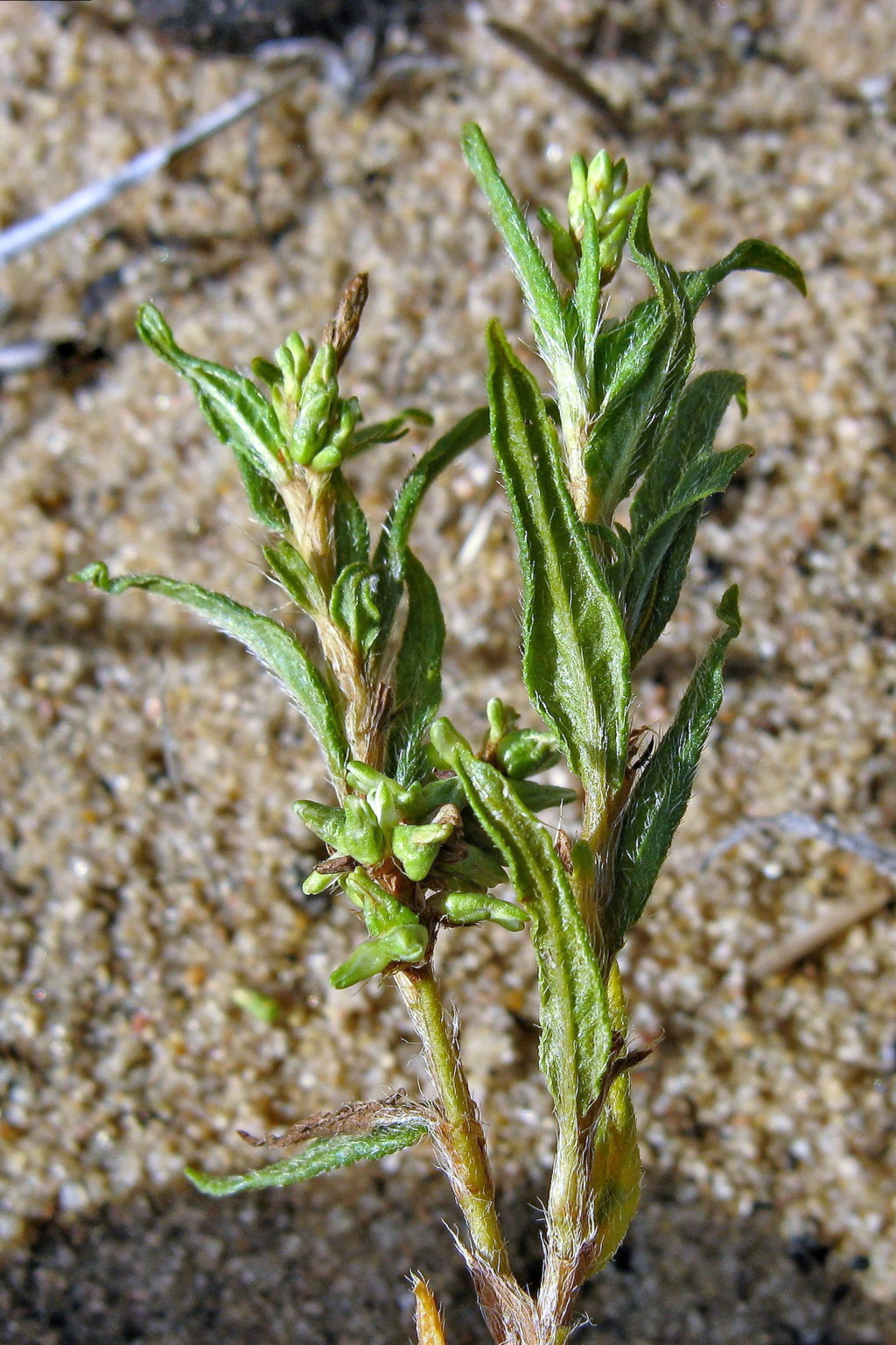 Persicaria prostrata (hero image)