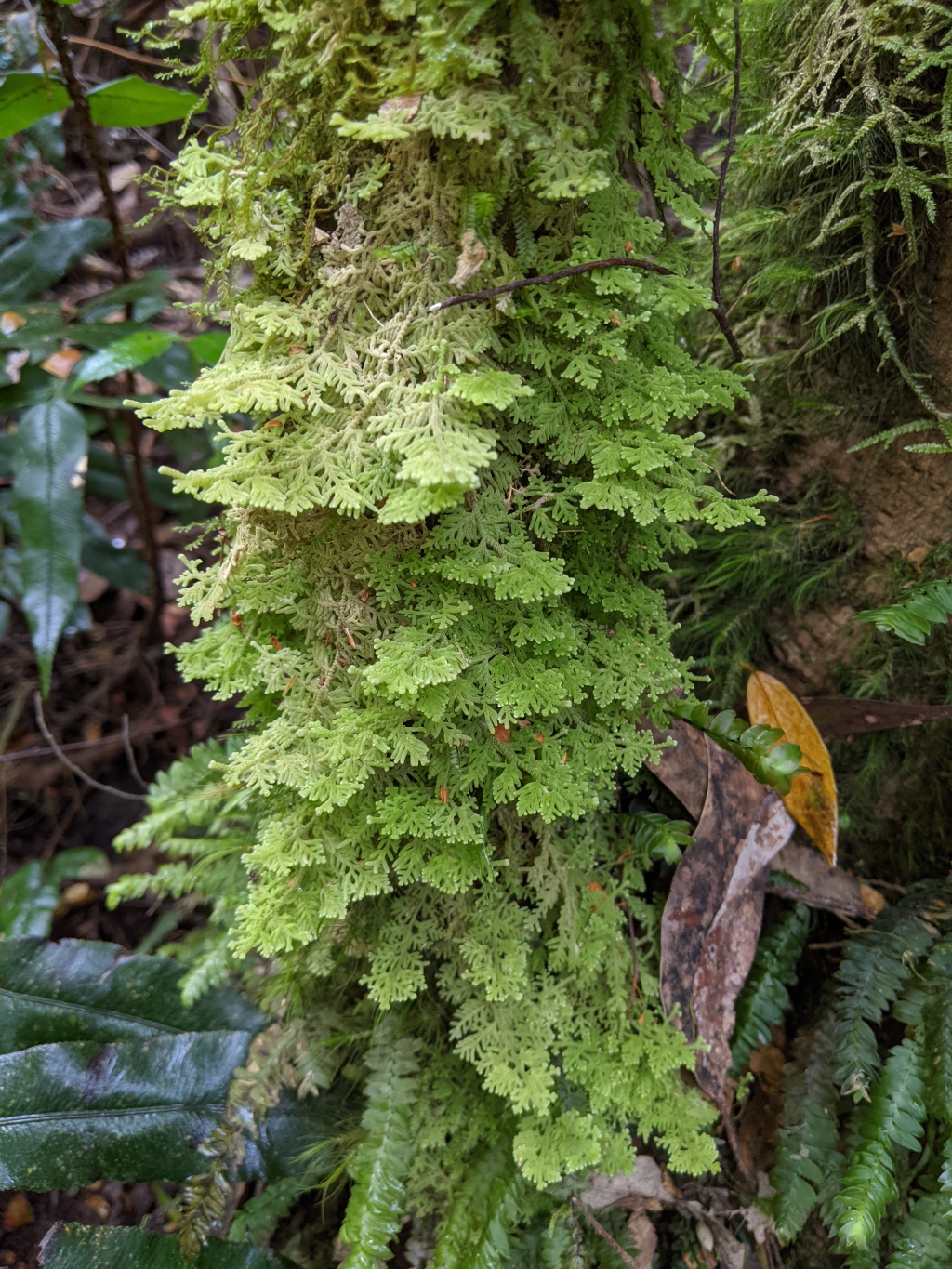 Trichocolea (hero image)