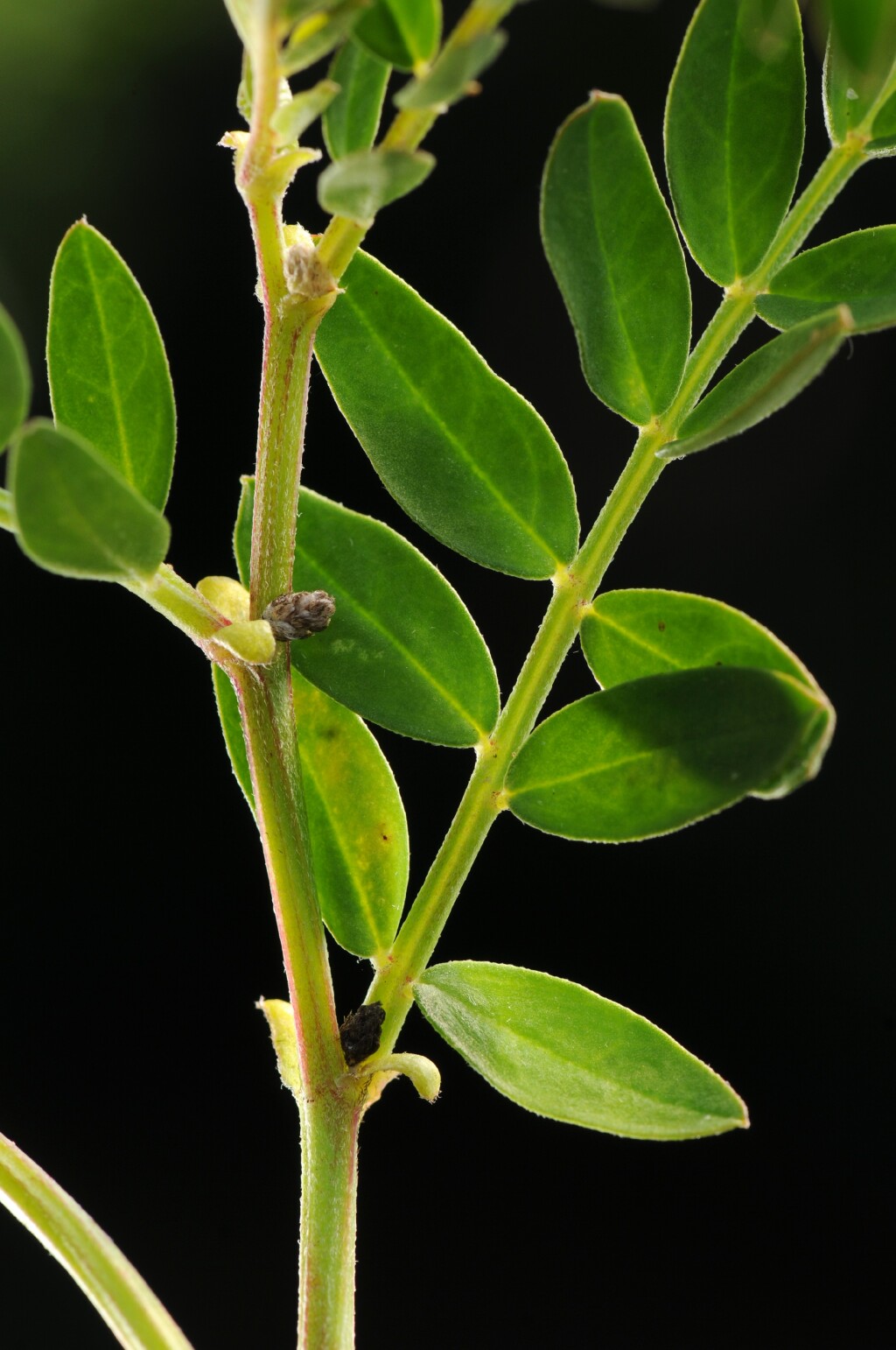 Swainsona lessertiifolia (hero image)
