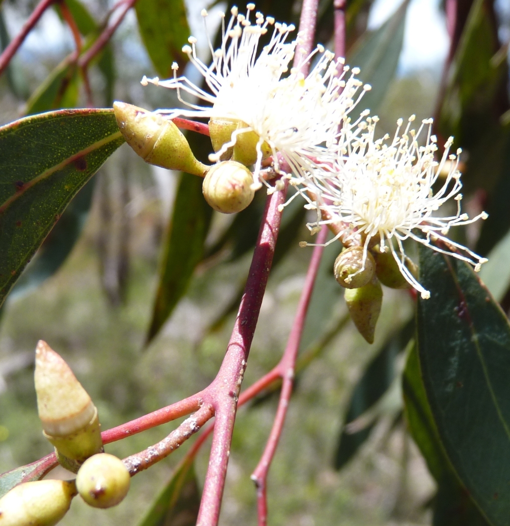 Eucalyptus blakelyi (hero image)