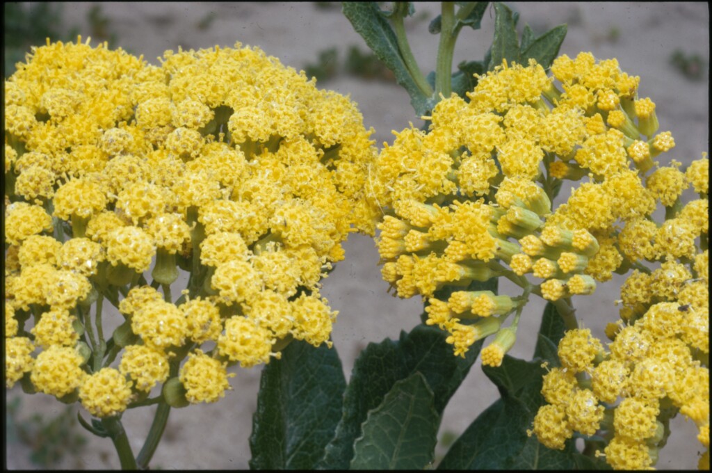 Senecio odoratus (hero image)