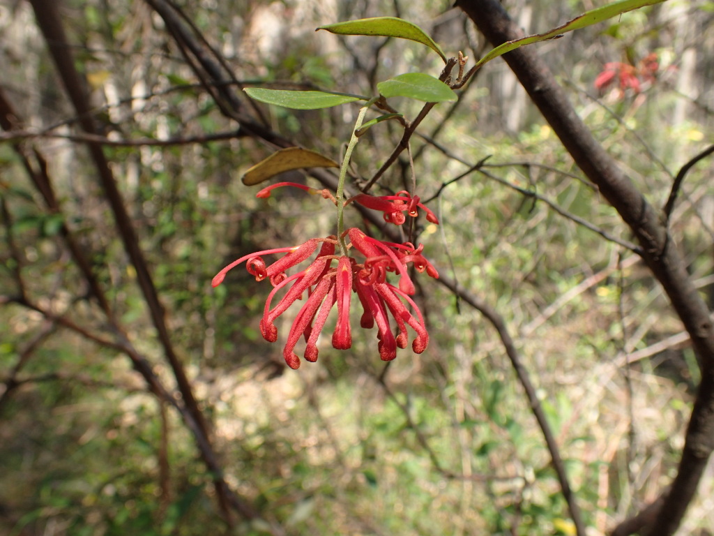 Grevillea parvula (hero image)