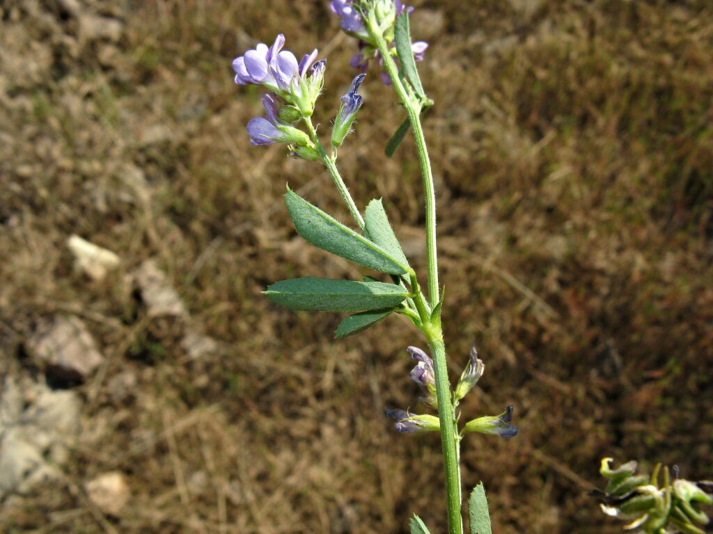 Medicago sativa subsp. sativa (hero image)