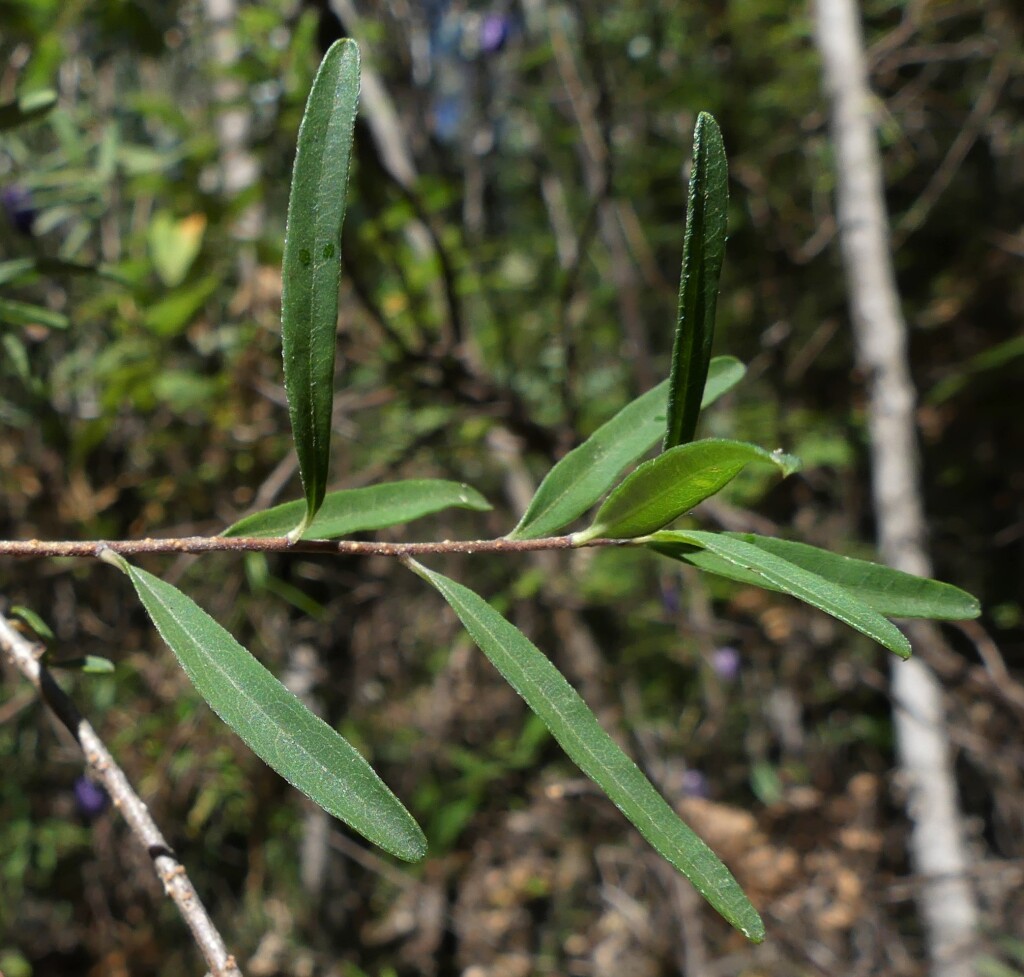 Billardiera macrantha (hero image)