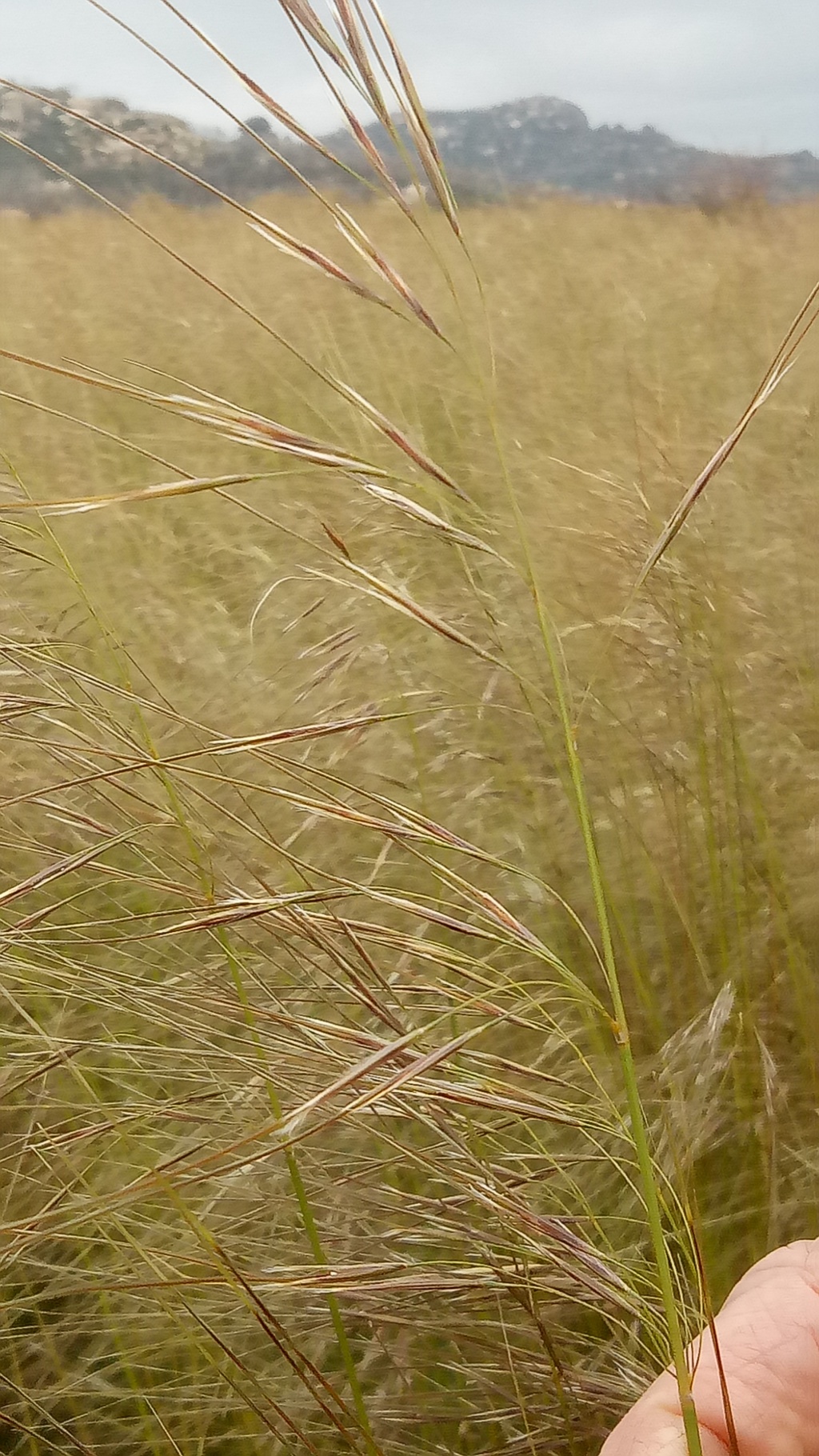 Austrostipa nivicola (hero image)