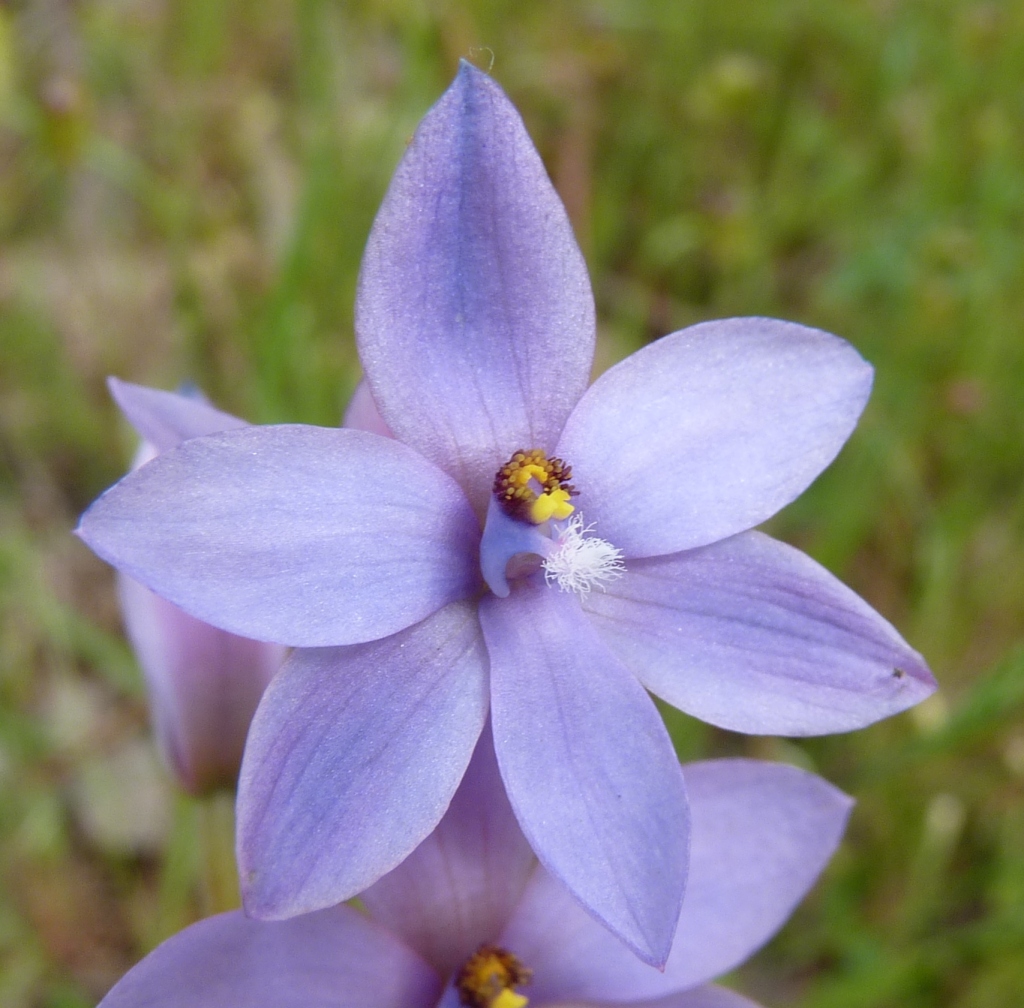 Thelymitra ixioides (hero image)