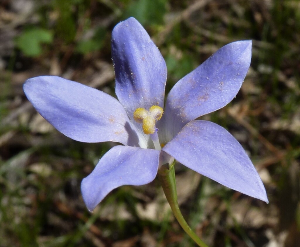 Wahlenbergia (hero image)