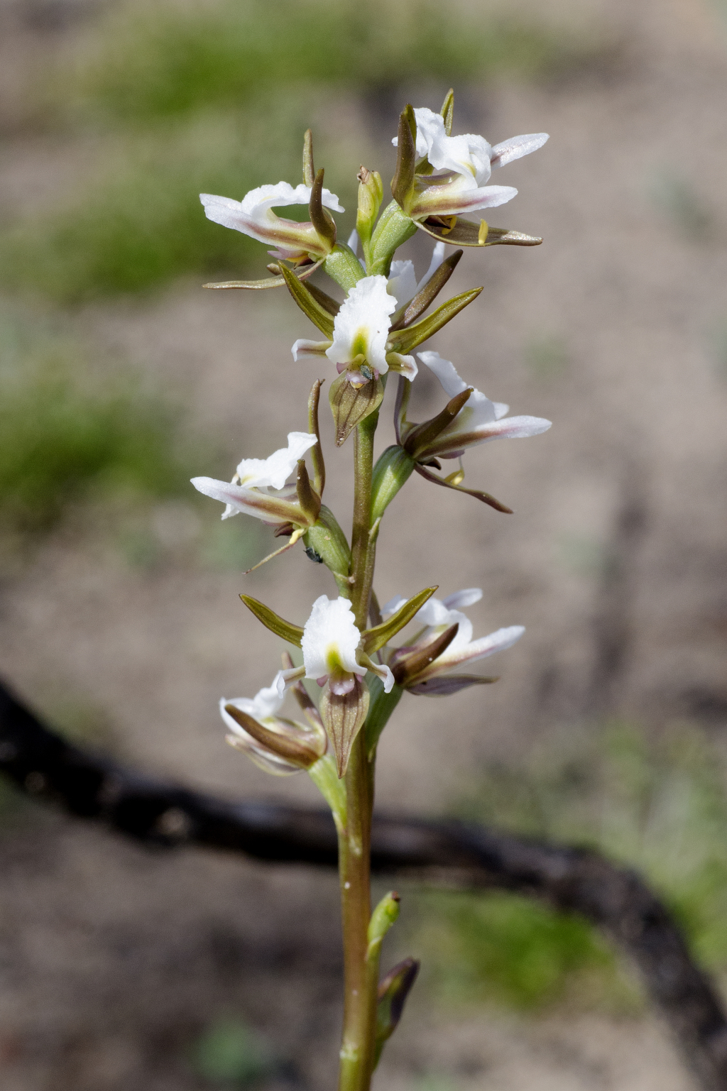 Prasophyllum odoratum (hero image)