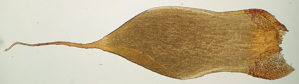 Rhacocarpus (hero image)