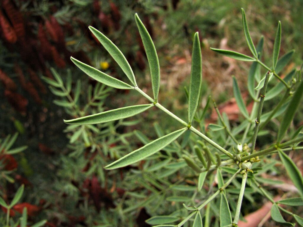 Senna artemisioides subsp. coriacea (hero image)