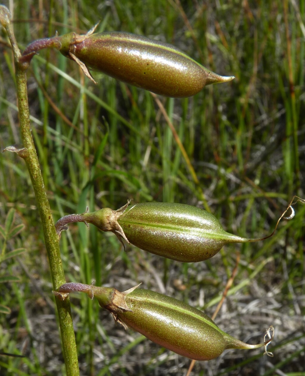 Swainsona procumbens (hero image)