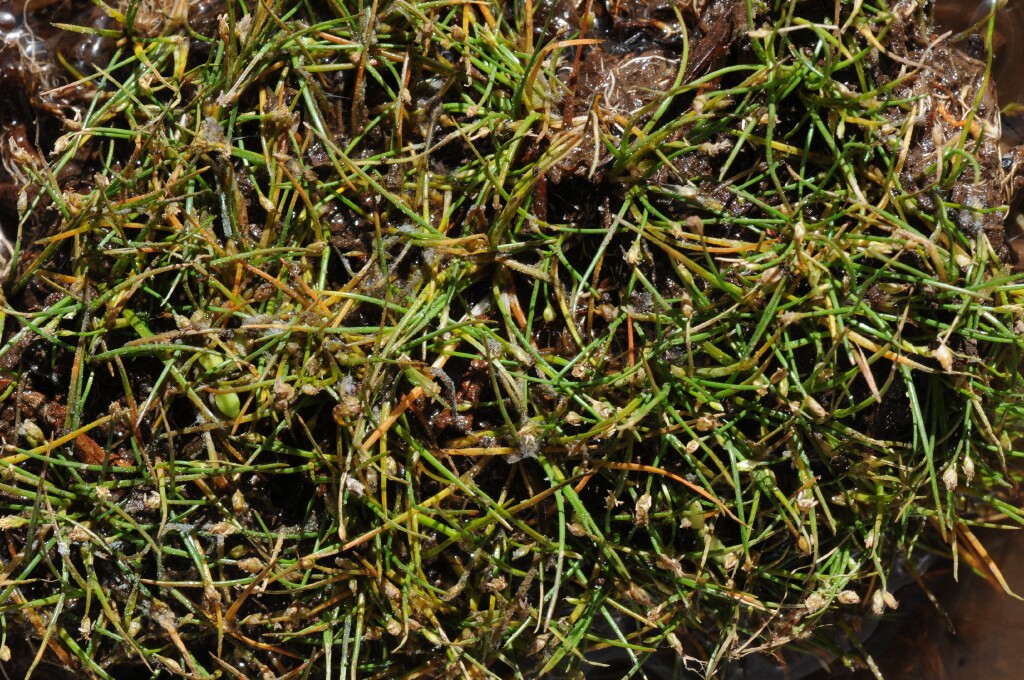 Eleocharis parvula (hero image)