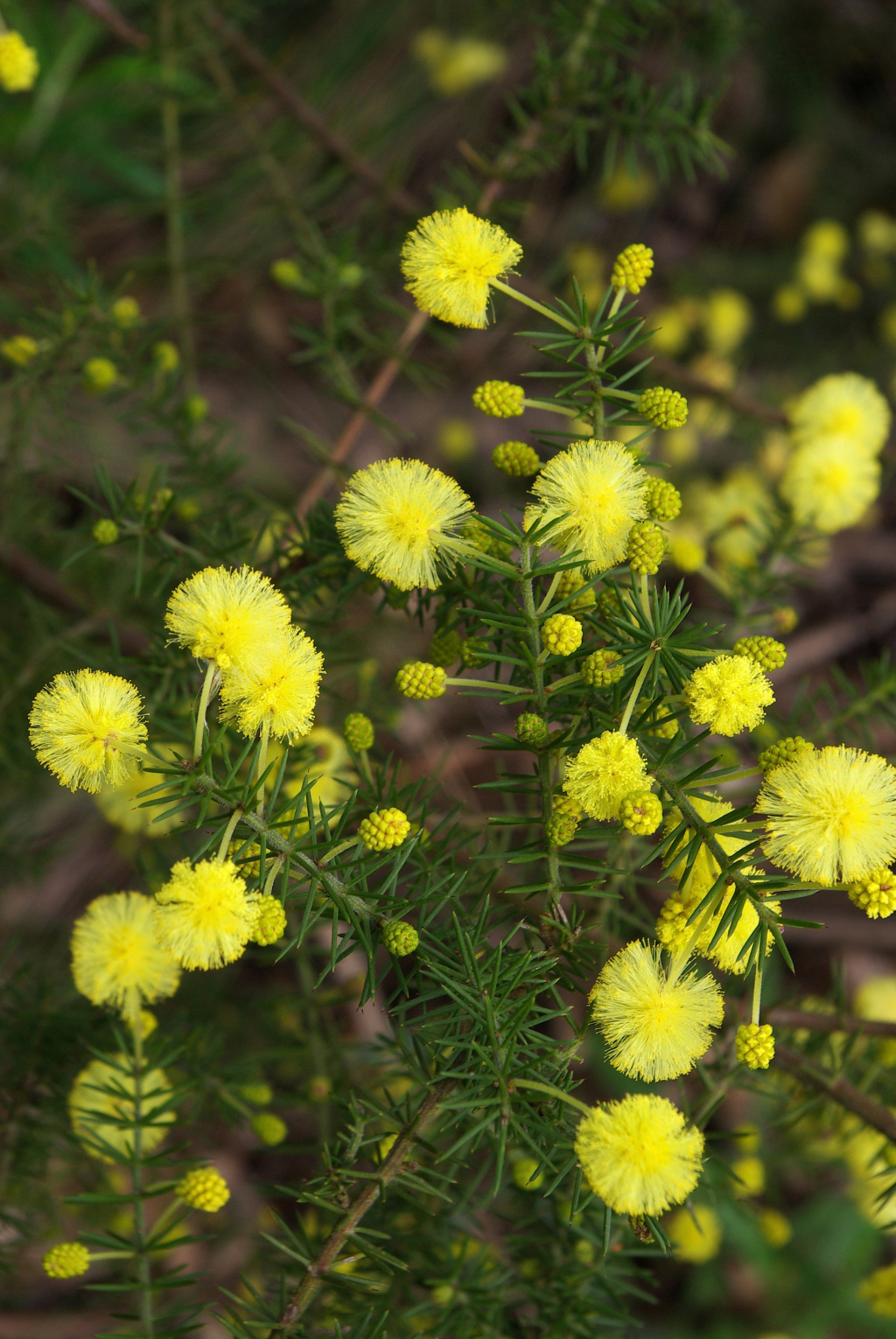 Acacia verticillata subsp. ovoidea (hero image)