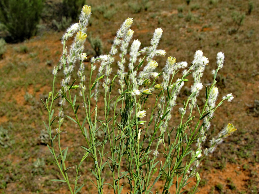 Pimelea trichostachya (hero image)