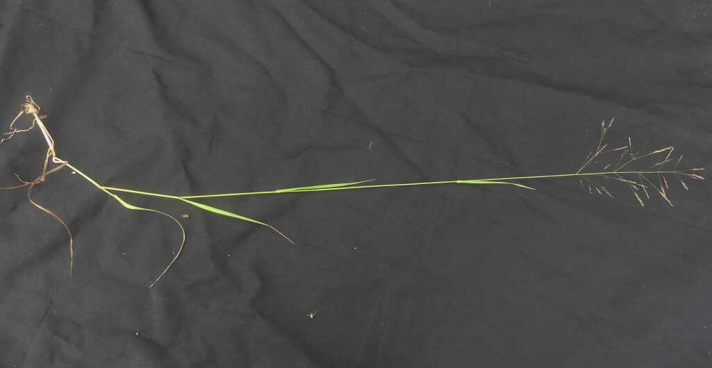 Agrostis capillaris var. capillaris (hero image)